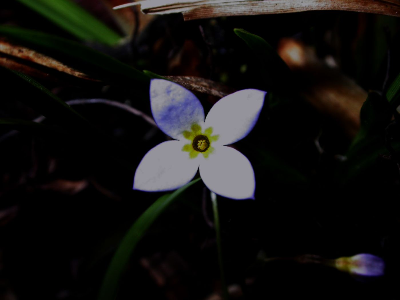 Rubiaceae Hedyotis caerulea