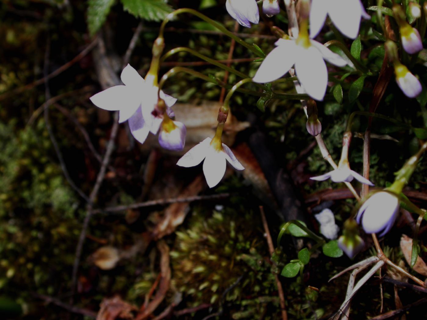 Rubiaceae Hedyotis caerulea