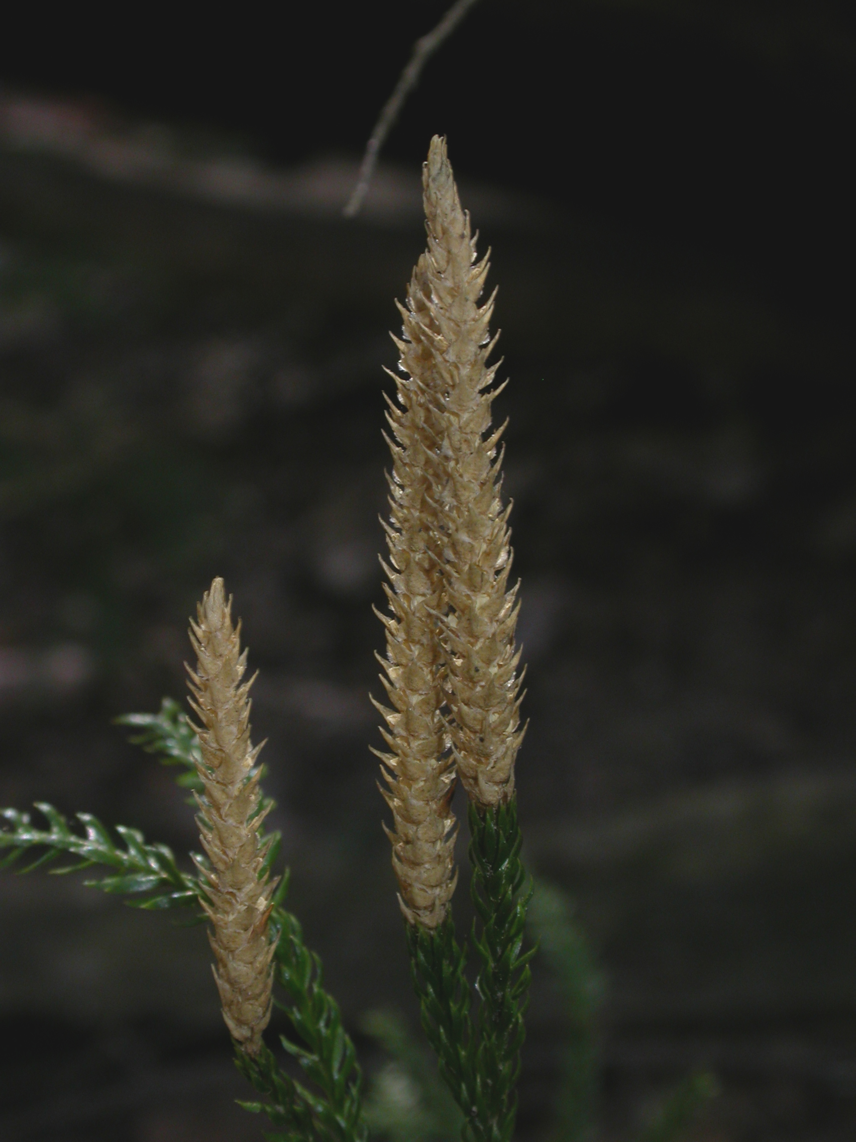 Lycopodiaceae Dendrolycopodium obscurum