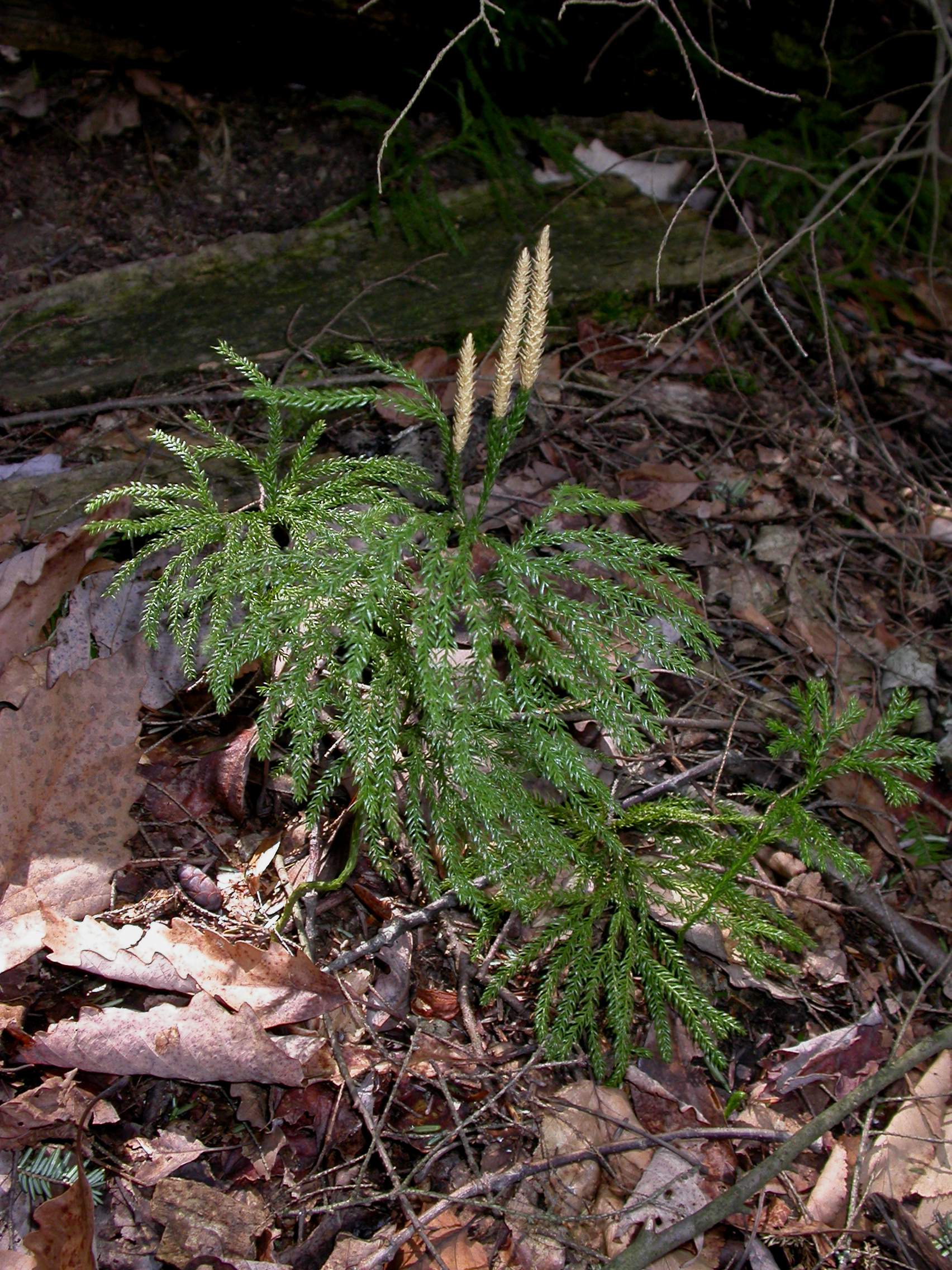 Lycopodiaceae Dendrolycopodium obscurum