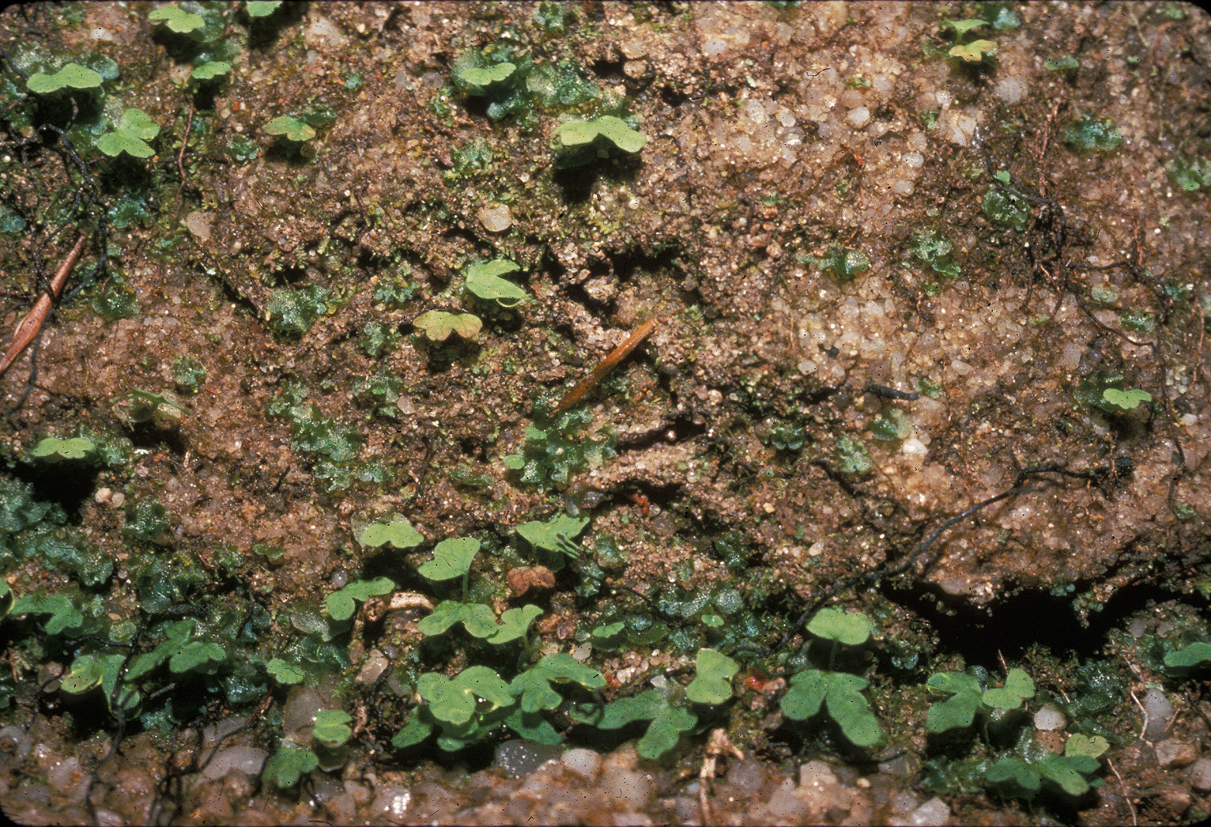 Lygodiaceae Lygodium palmatum