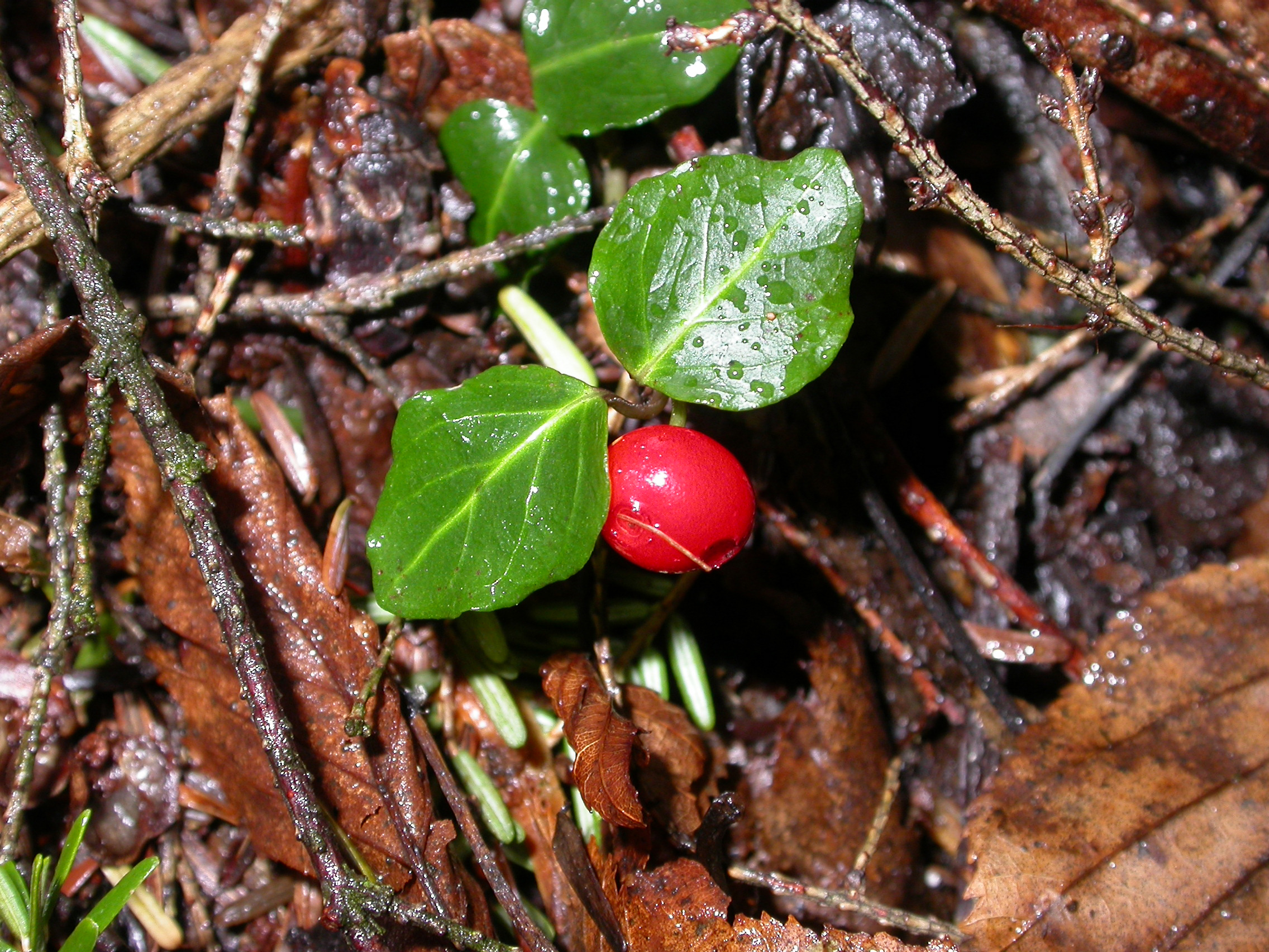 Rubiaceae Mitchella repens