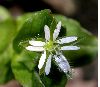 image of Stellaria media