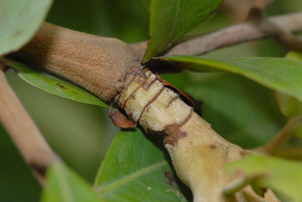 Fabaceae Brownea 