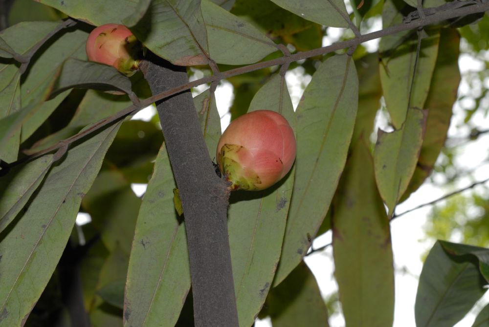 Fabaceae Brownea 