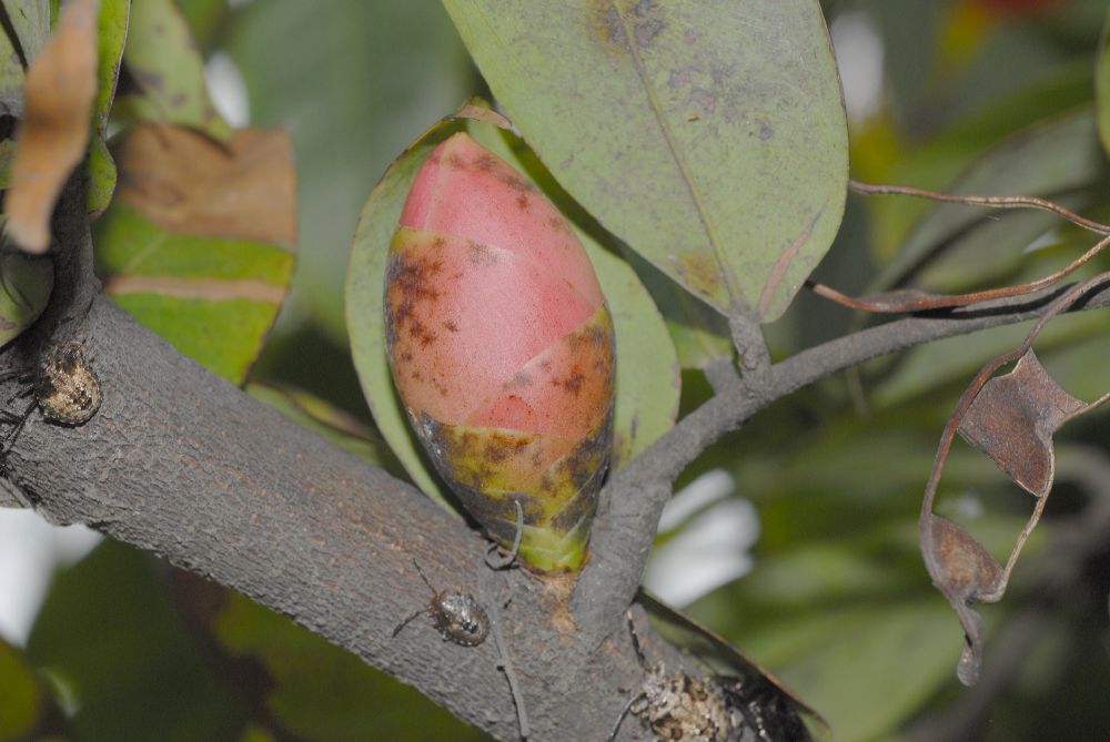 Fabaceae Brownea 