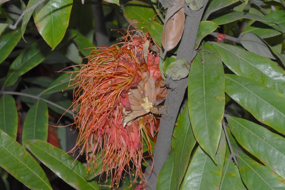 Fabaceae Brownea 