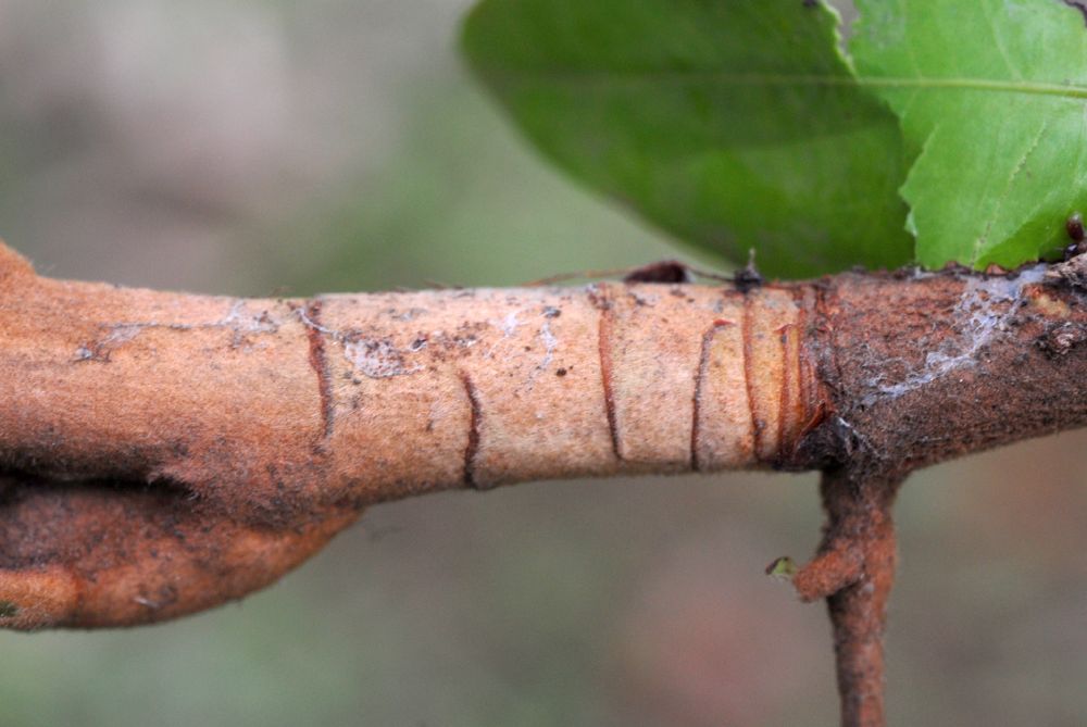 Fabaceae Brownea 