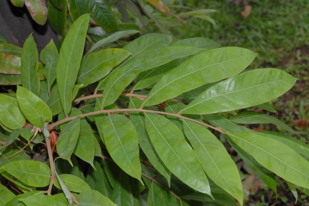 Fabaceae Brownea 