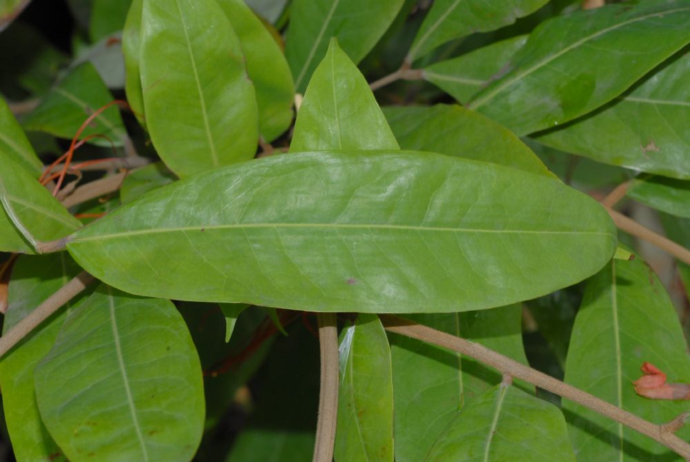 Fabaceae Brownea 