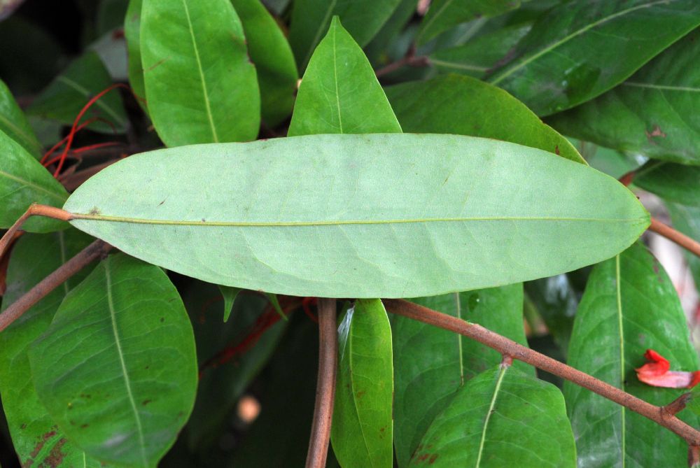 Fabaceae Brownea 