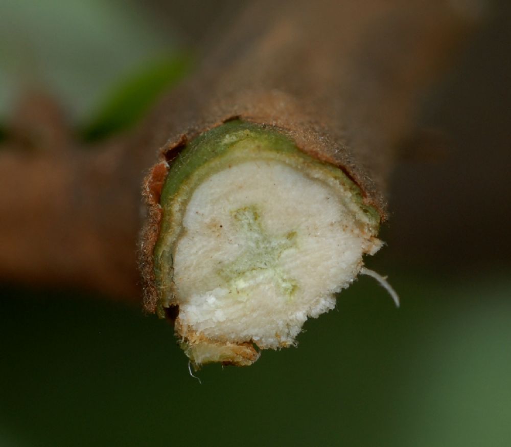 Fabaceae Brownea 