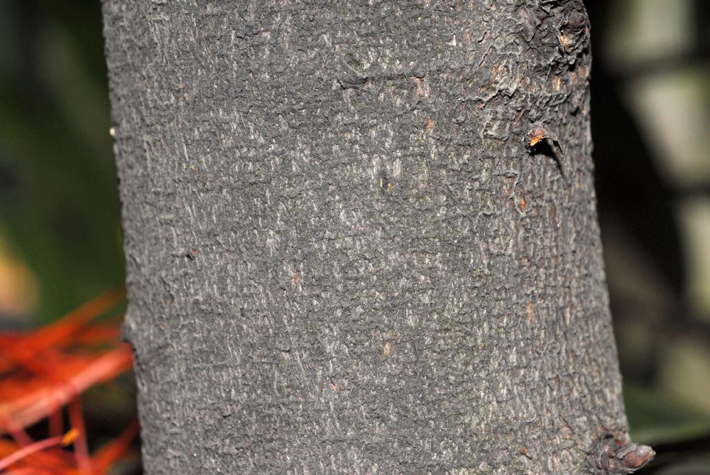 Fabaceae Brownea 