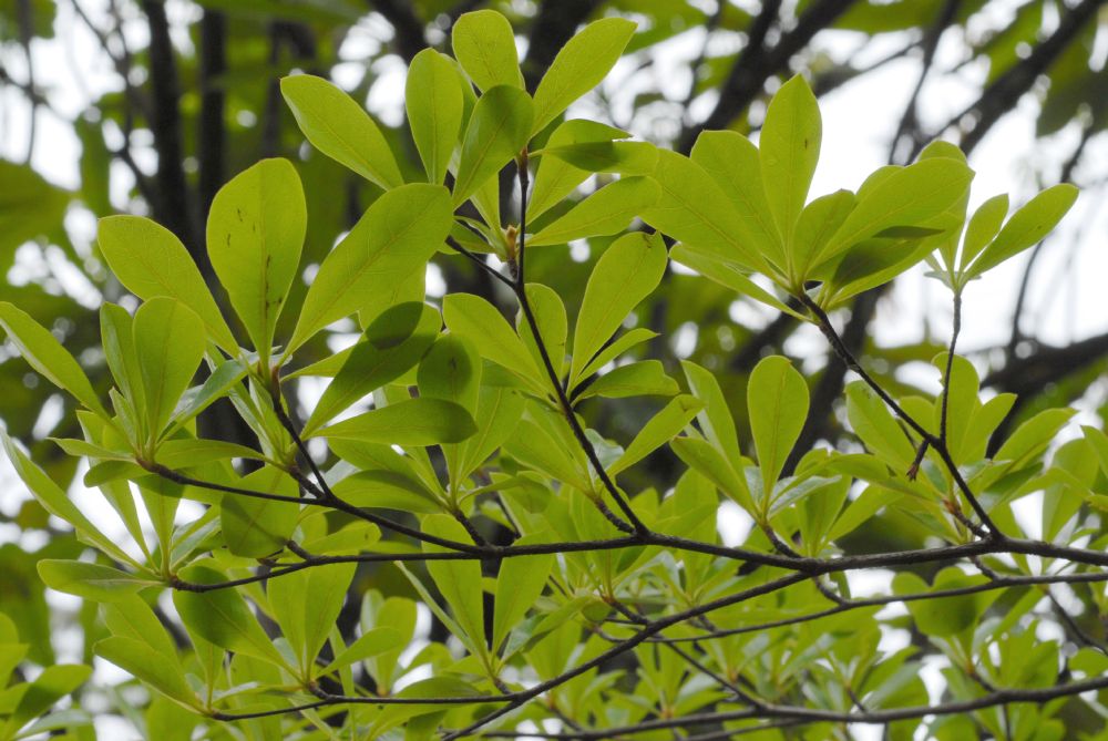 Combretaceae Bucida 