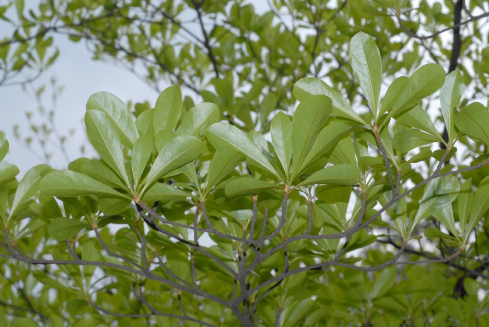 Combretaceae Bucida 