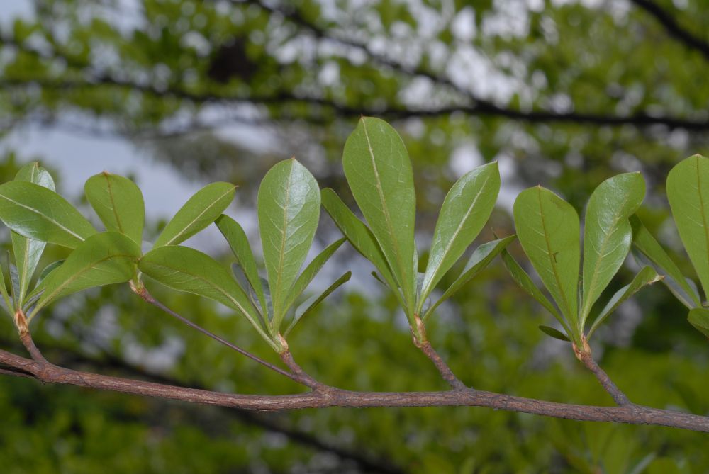 Combretaceae Bucida 