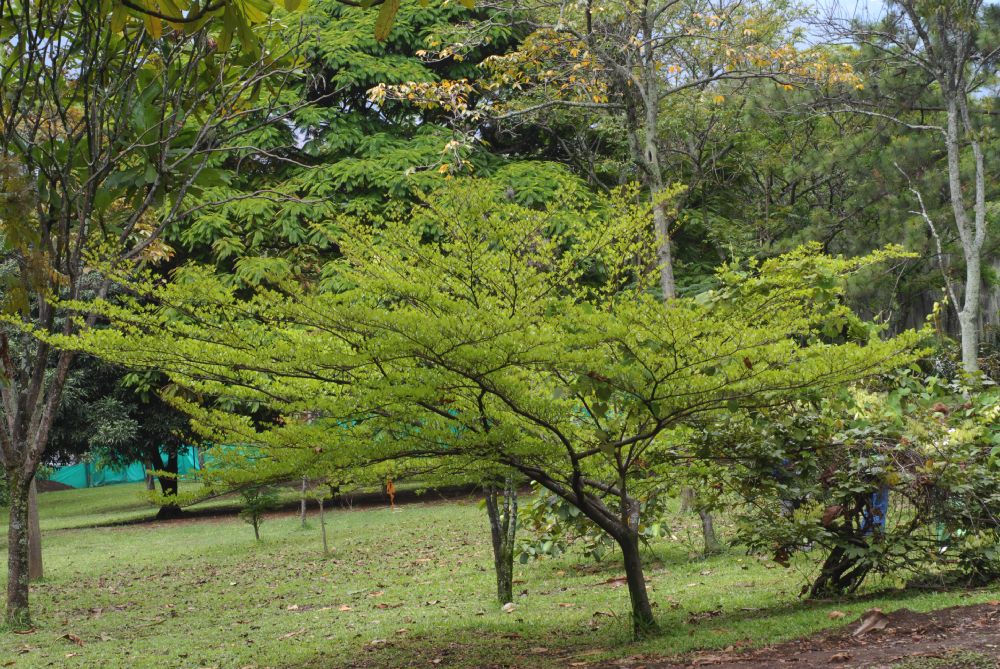 Combretaceae Bucida 