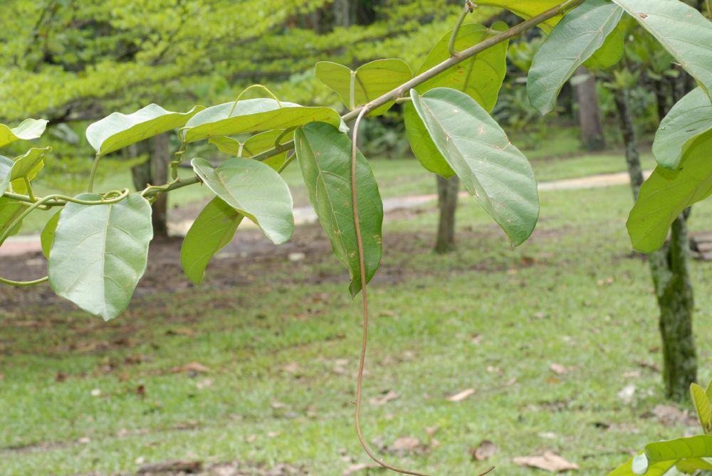 Euphorbiaceae Omphalea diandra