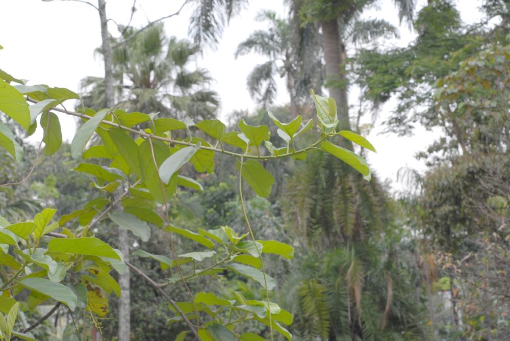 Euphorbiaceae Omphalea diandra