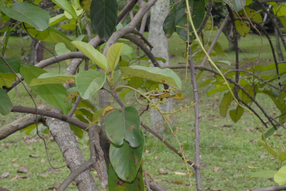 Euphorbiaceae Omphalea diandra