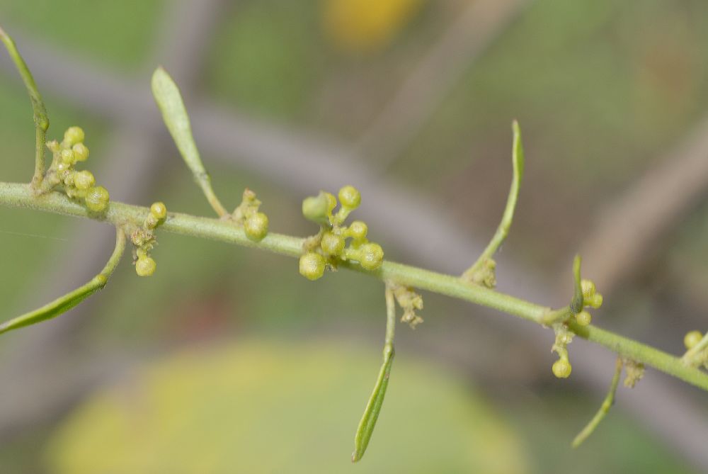 Euphorbiaceae Omphalea diandra