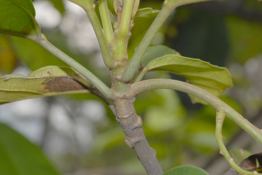 Euphorbiaceae Omphalea diandra