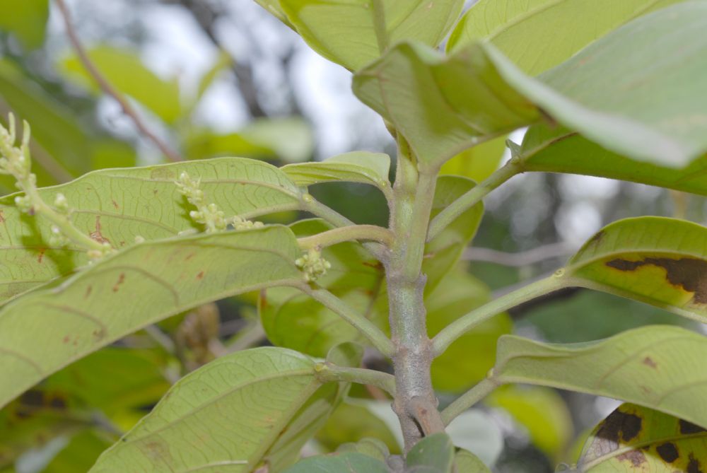 Euphorbiaceae Omphalea diandra