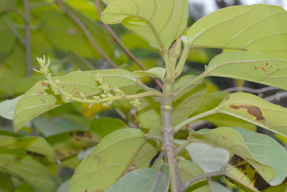 Euphorbiaceae Omphalea diandra