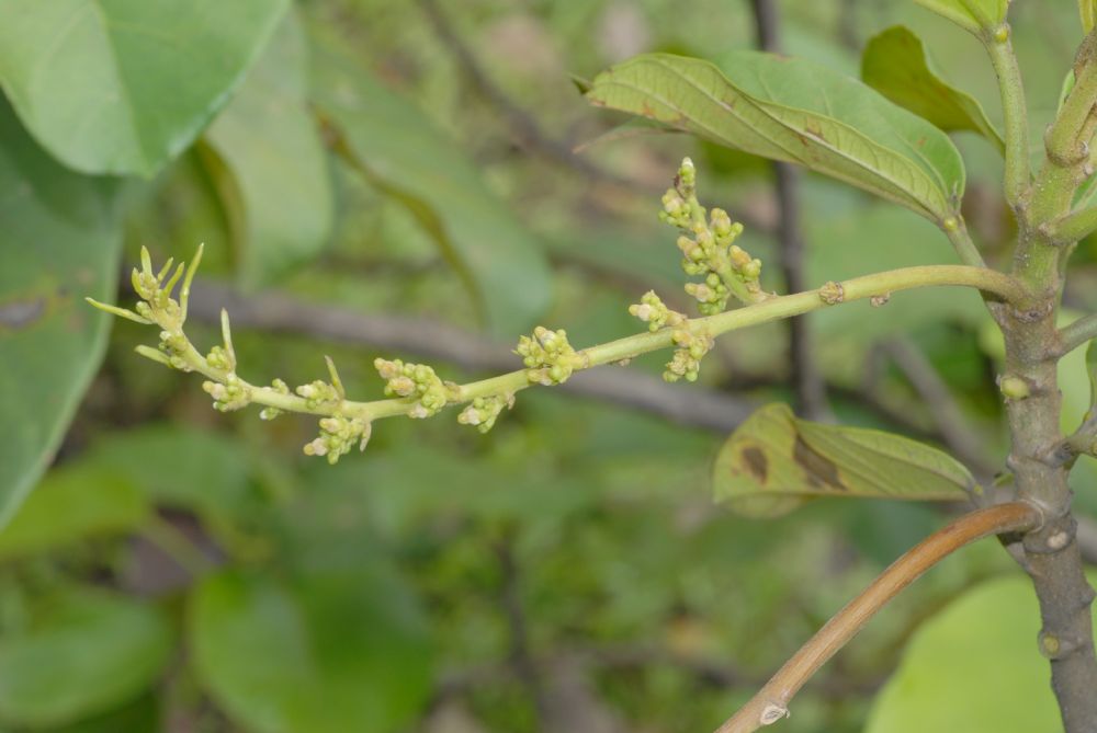 Euphorbiaceae Omphalea diandra