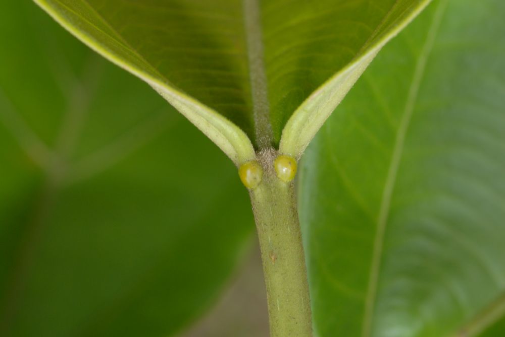 Euphorbiaceae Omphalea diandra