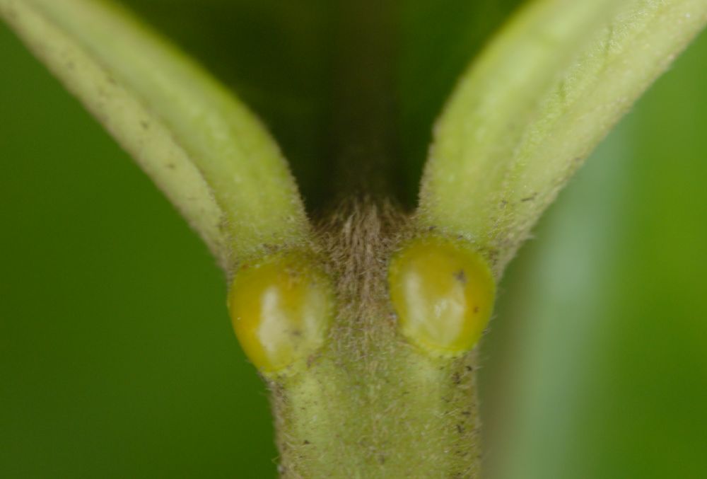 Euphorbiaceae Omphalea diandra