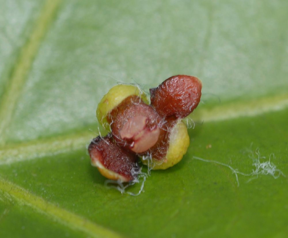 Euphorbiaceae Omphalea diandra