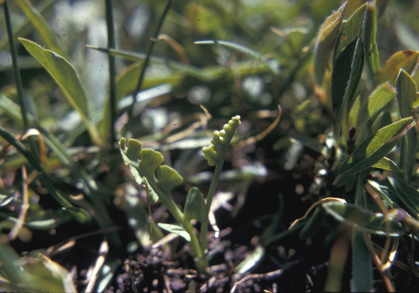 Ophioglossaceae Botrychium simplex
