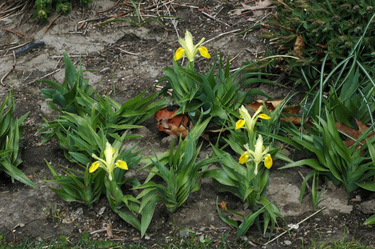 Iridaceae Iris 