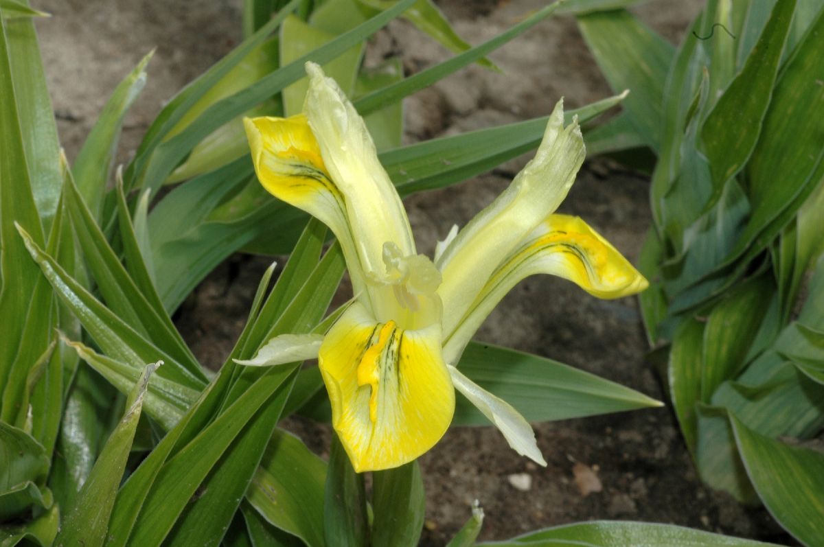 Iridaceae Iris 