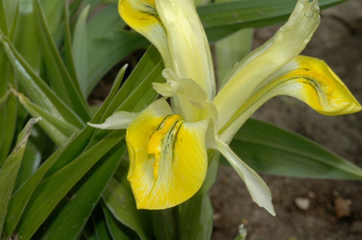 Iridaceae Iris 