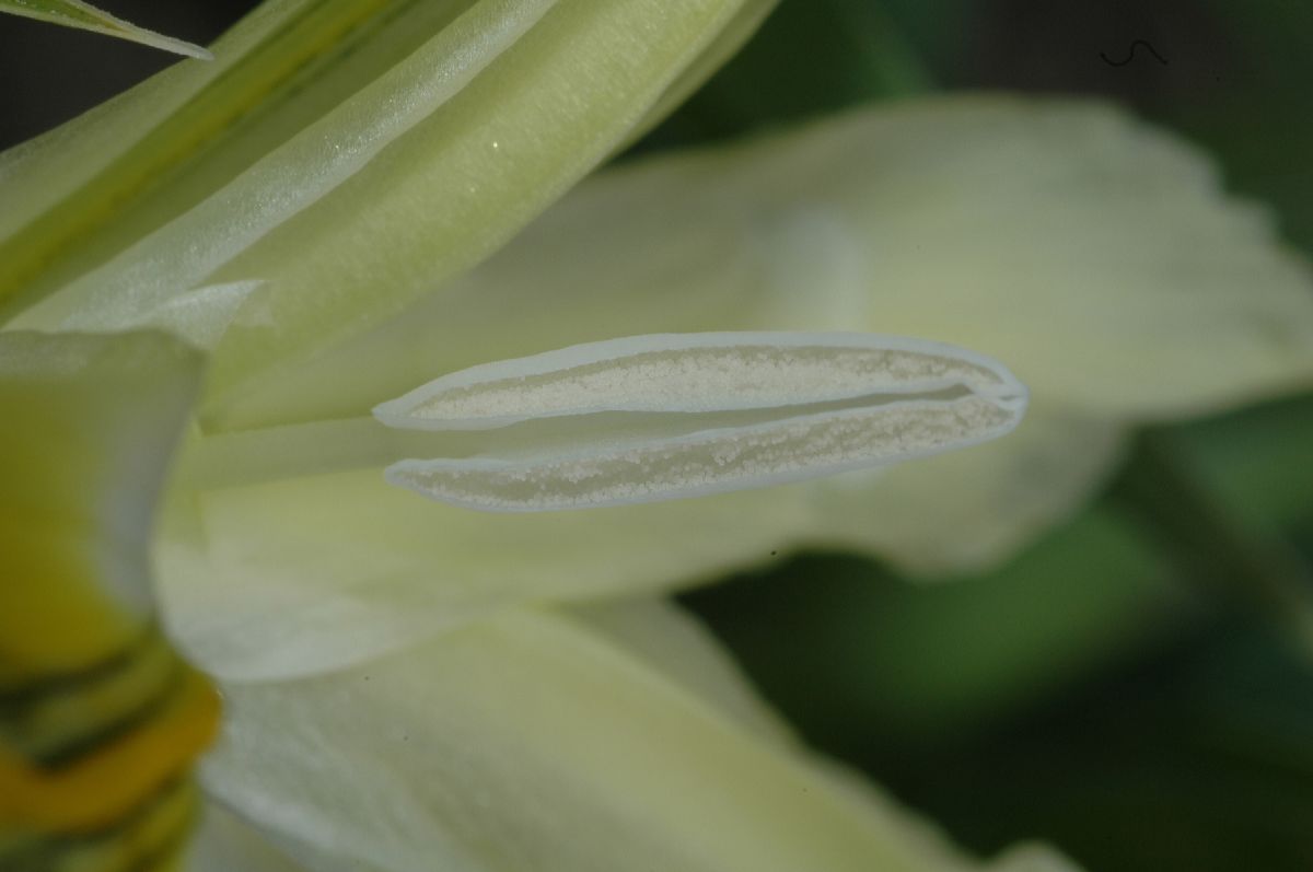 Iridaceae Iris 