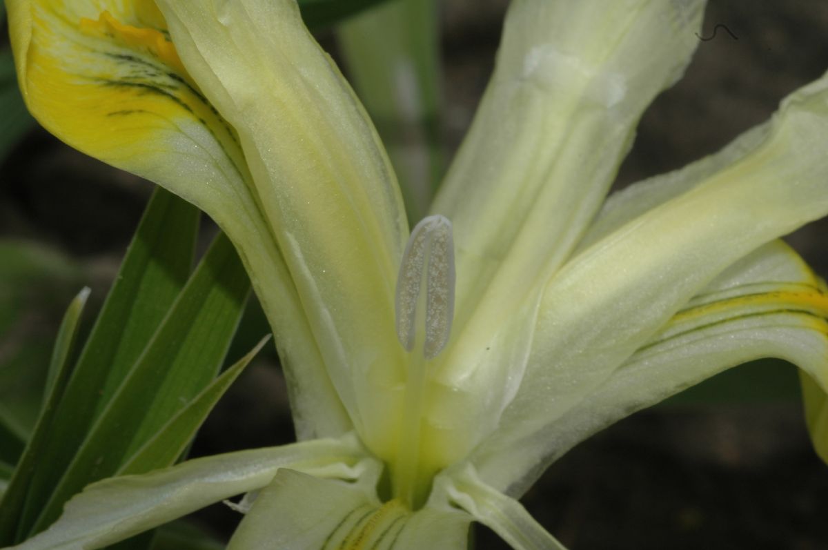 Iridaceae Iris 