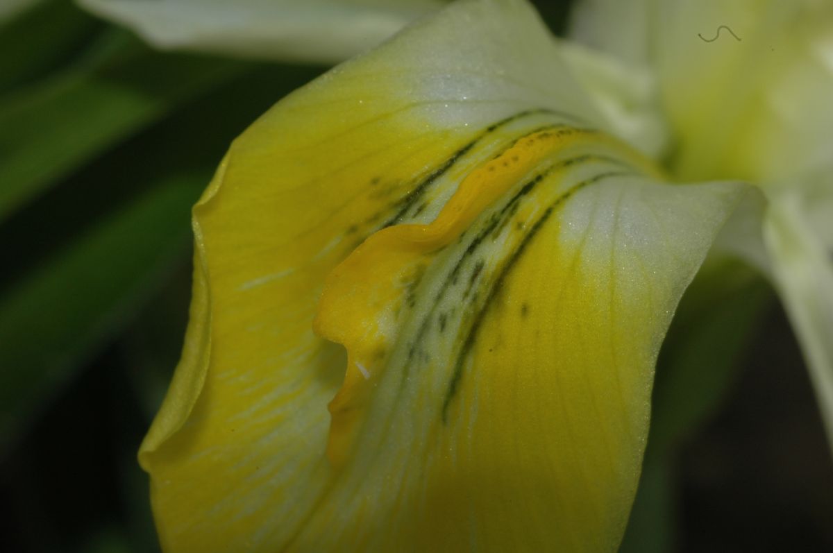 Iridaceae Iris 