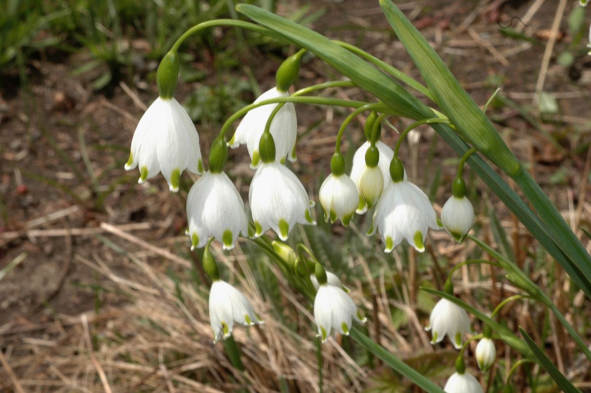 Amaryllidaceae Leucojum aestivium