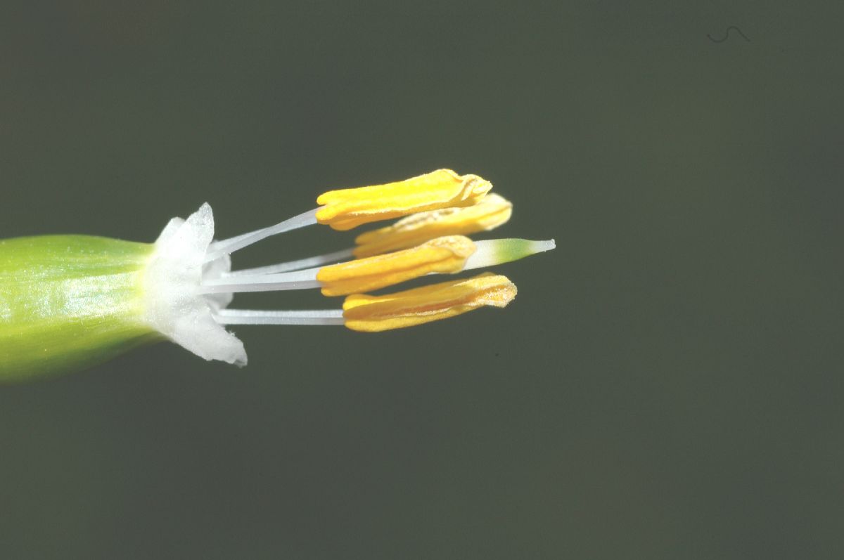 Amaryllidaceae Leucojum aestivium