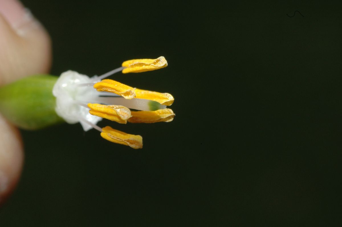Amaryllidaceae Leucojum aestivium