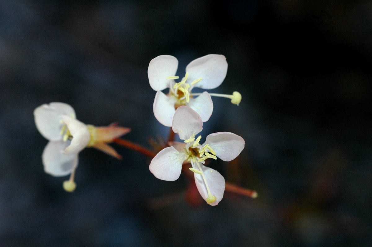 Onagraceae Camissonia refracta