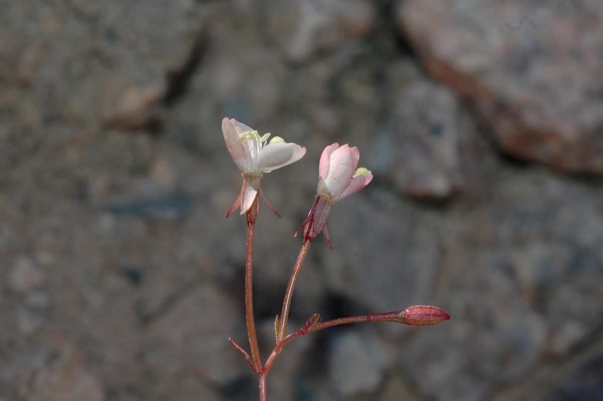 Onagraceae Camissonia refracta