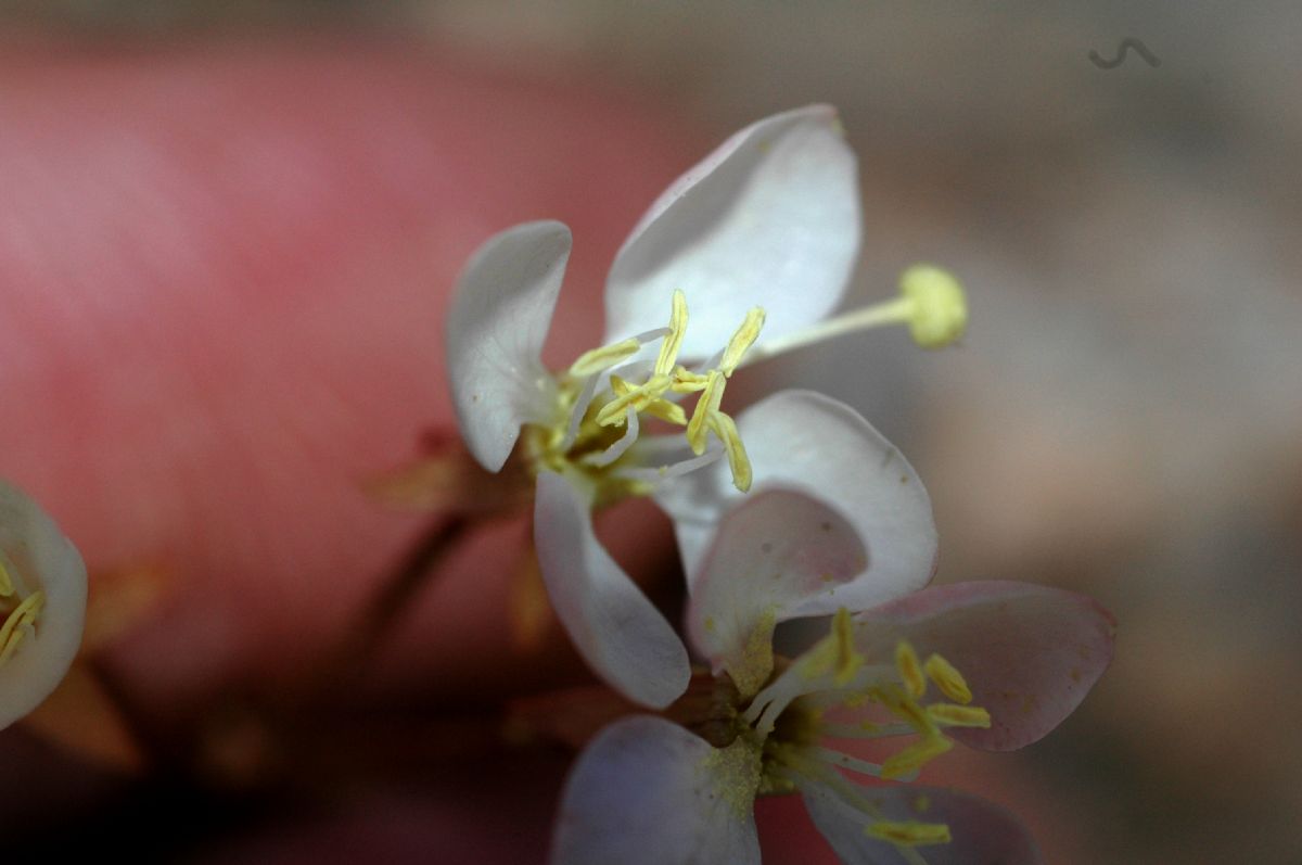 Onagraceae Camissonia refracta