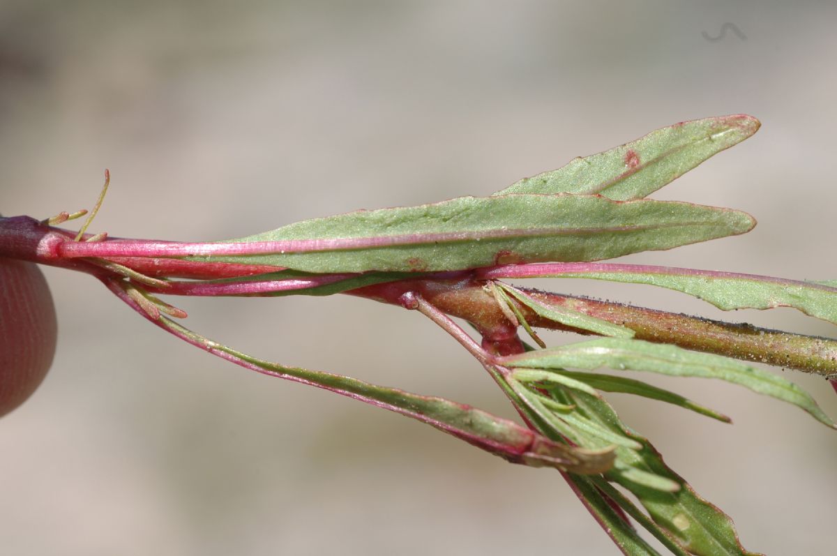 Onagraceae Camissonia refracta