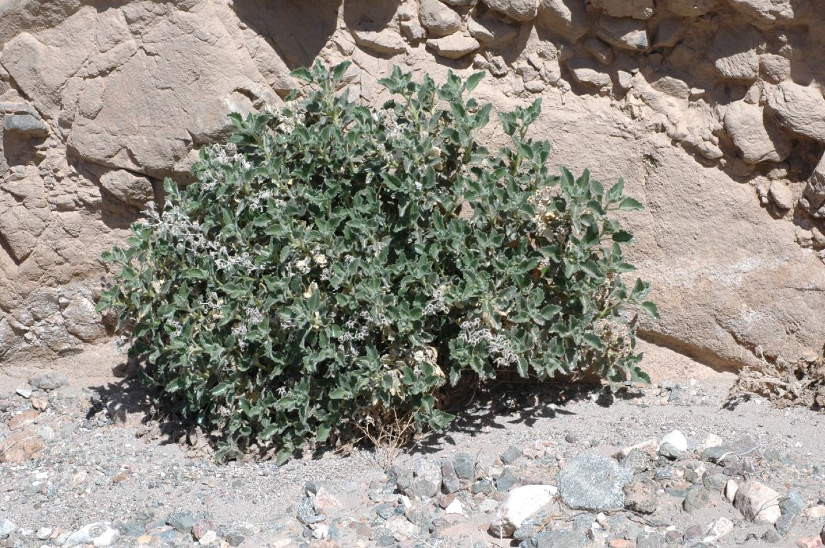 Loasaceae Eucnide urens