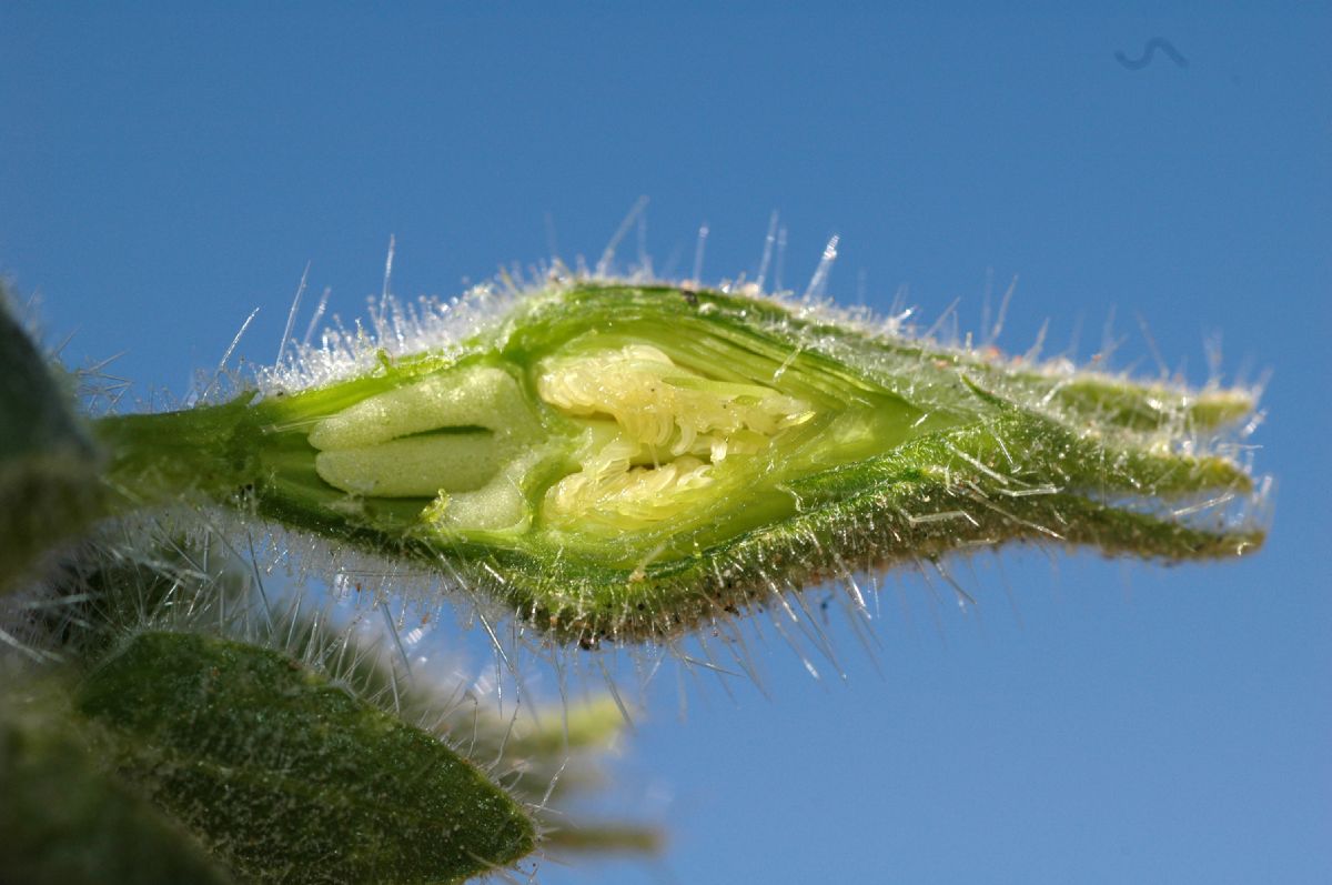 Loasaceae Eucnide urens