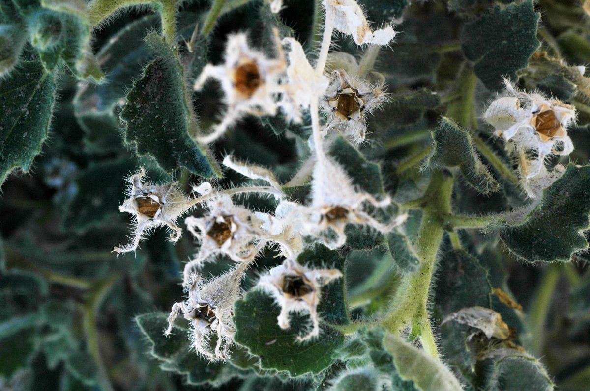 Loasaceae Eucnide urens