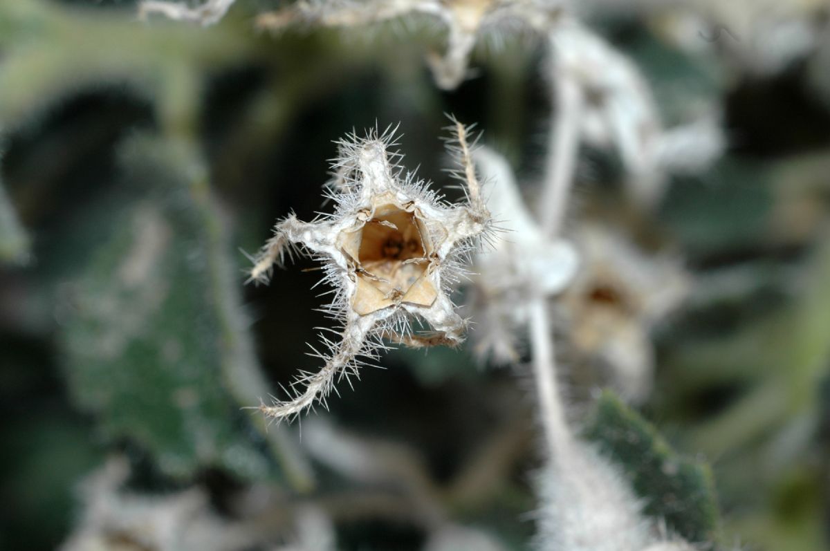 Loasaceae Eucnide urens